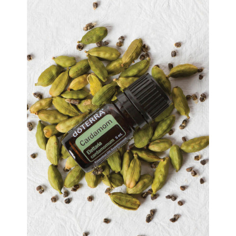 Cardamom (Kardamóm) Cardamom (Kardamóm)