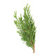 Cypress (Cyprus)