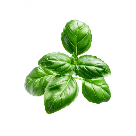 Basil (Bazalka)