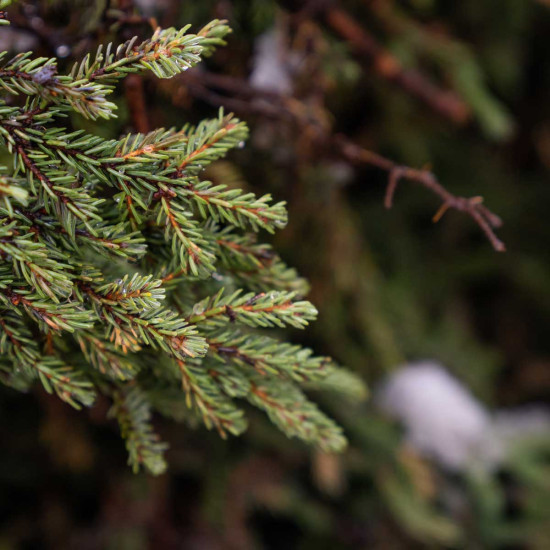 Black Spruce (Čierny smrek)