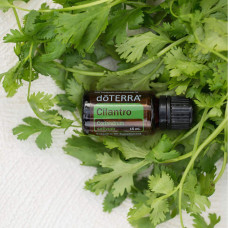 Cilantro (Koriander vňať)