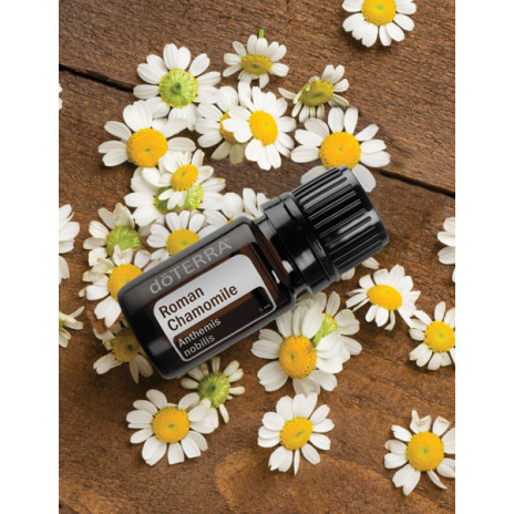 Roman Chamomile (Harmanček) Roman Chamomile (Harmanček)