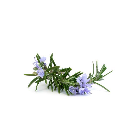 Rosemary (Rozmarín)