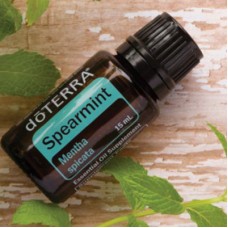 Spearmint (mäta klasnatá)