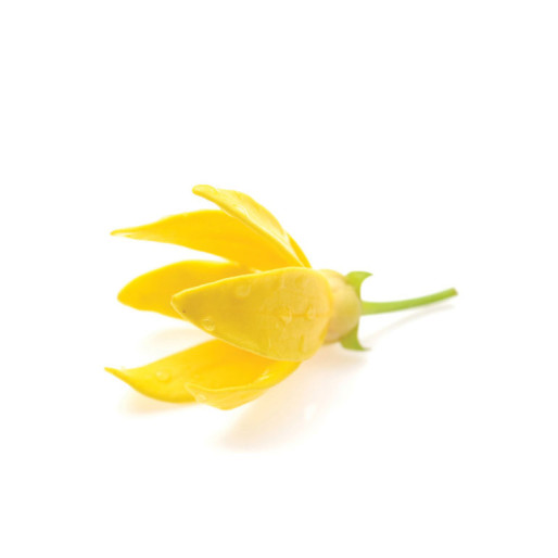 Ylang Ylang